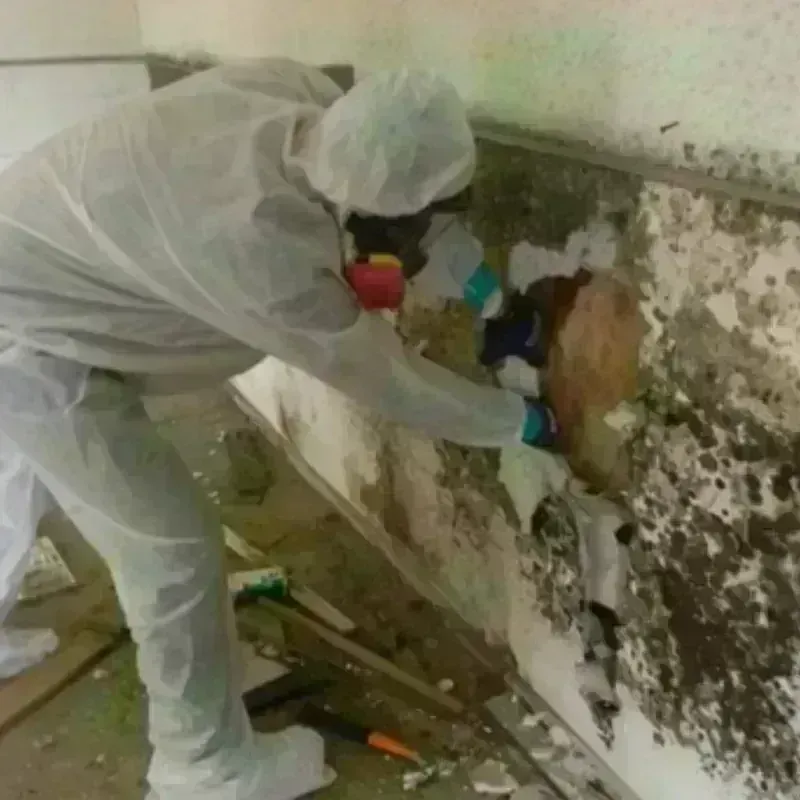 Mold Remediation and Removal in Blaine, WA